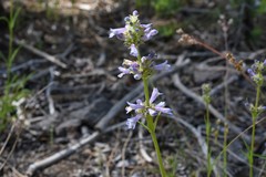 Penstemon heterodoxus