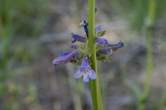 Penstemon heterodoxus