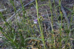 Penstemon heterodoxus
