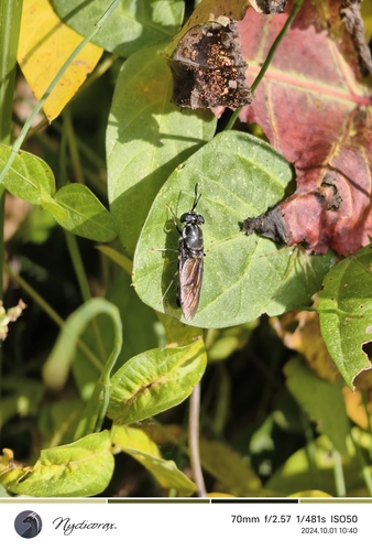 Black Soldier Fly