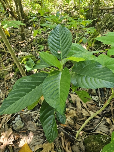Dendrocnide latifolia