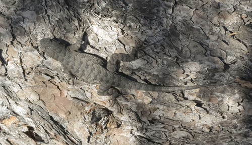 iNaturalist observation photo of Western Fence Lizard