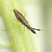 Flathorn Plant Bugs - Photo (c) Mishanook, some rights reserved (CC BY-NC), uploaded by Mishanook