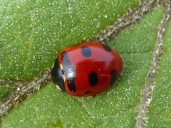 Coccinella transversoguttata