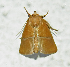 Apoda latomia