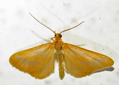 Eubaphe helveta