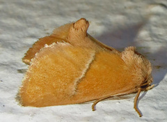 Apoda latomia