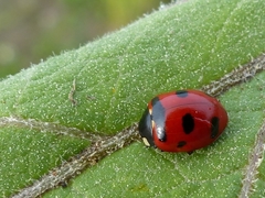Coccinella transversoguttata