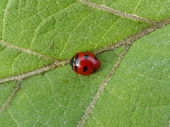 Coccinella transversoguttata