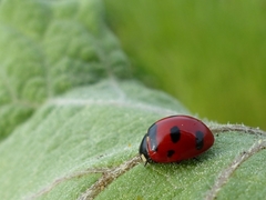 Coccinella transversoguttata