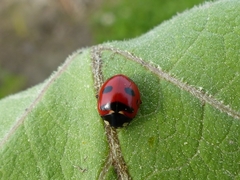 Coccinella transversoguttata
