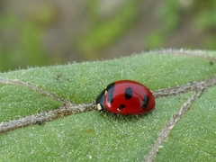 Coccinella transversoguttata