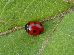 Coccinella transversoguttata
