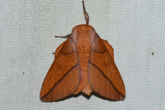 Syssphinx bisecta
