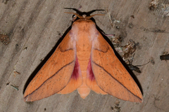 Syssphinx bisecta