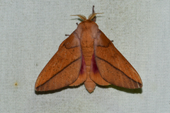 Syssphinx bisecta