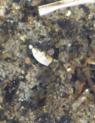 Gobiomorphus cotidianus