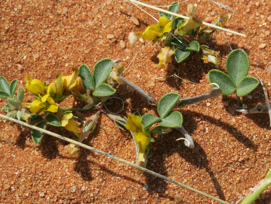 Lotononis strigillosa
