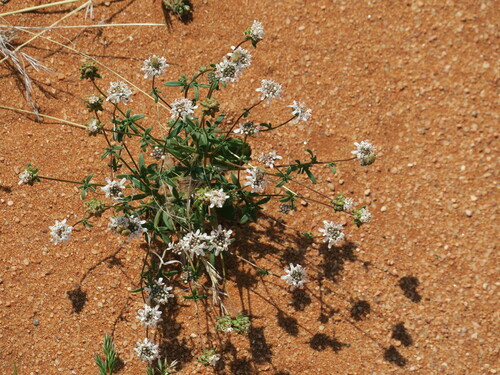 Image of Phyllopodium namaense by no rights reserved