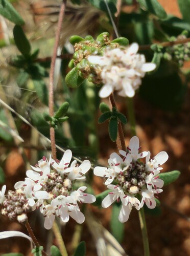 Image of Phyllopodium namaense by no rights reserved