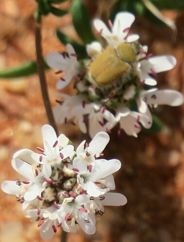 Image of Phyllopodium namaense by no rights reserved