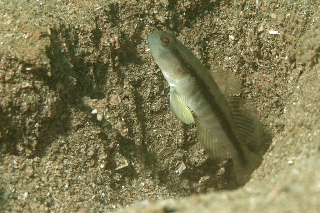 Blackline shrimpgoby (Myersina nigrivirgata) — Gobiidae