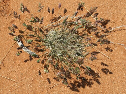 Image of Common Mediterranean Grass (Schismus barbatus) by no rights reserved