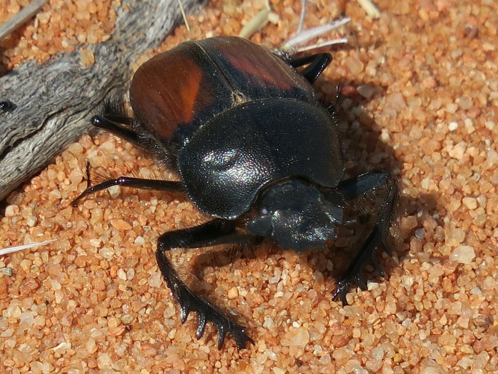 Scarabaeus proximus