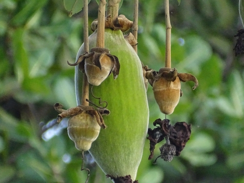 African baobab