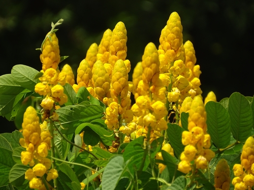 Candelabra Bush
