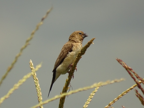 African Silverbill