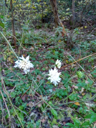 Knautia tatarica (Knautia tatarica)