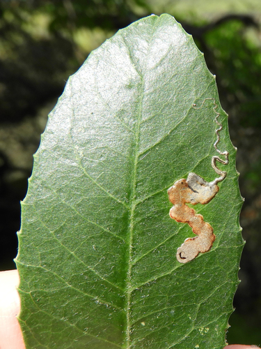Stigmella heteromelis Newton & Wilkinson, 1982