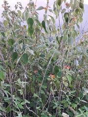 Himalayan Bell Flower (Colquhounia coccinea)