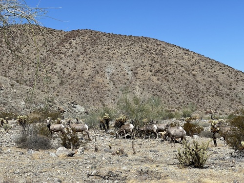 iNaturalist observation photo of Desert Bighorn Sheep