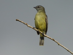 Yellow-Crowned Tyrannulet photo 3