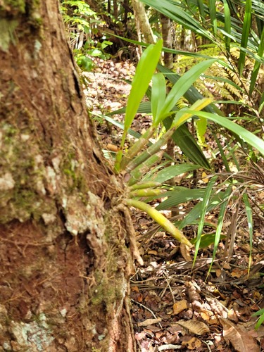 Eria rostriflora observed 2024-09-23