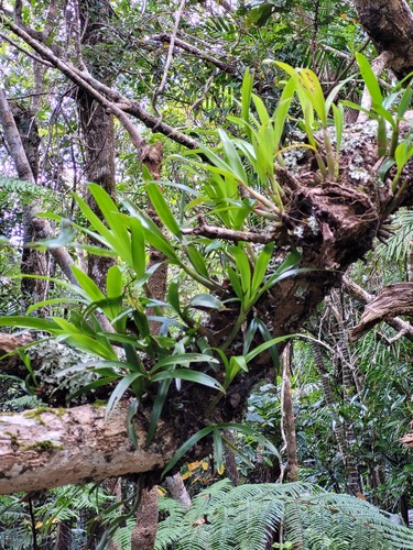 Eria rostriflora observed 2024-09-23