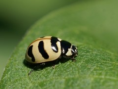 Coccinella trifasciata