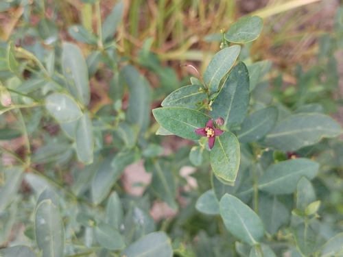 Vincetoxicum amplexicaule iNat (3)