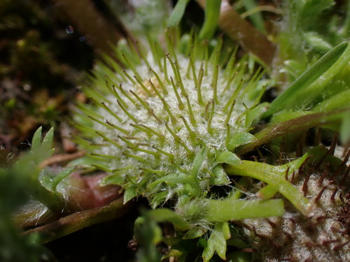 button burrweed (Gymnostyles anthemifolia)