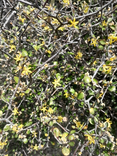 Corokia cotoneaster (Corokia cotoneaster)