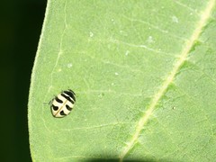 Coccinella trifasciata