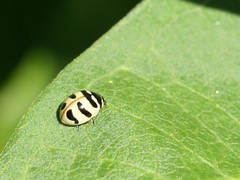 Coccinella trifasciata
