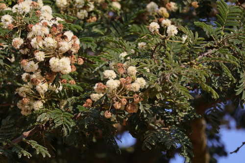 Image of Vachellia robusta by (c) Mahomed Desai, some rights reserved (CC BY)