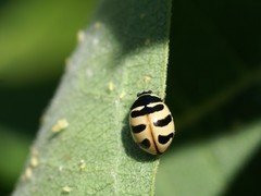 Coccinella trifasciata