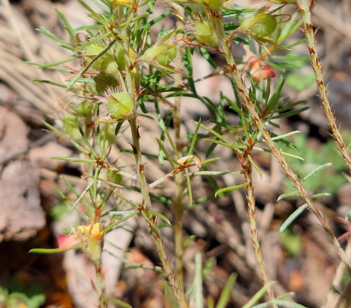 inland bush-pea (Pultenaea boormanii)