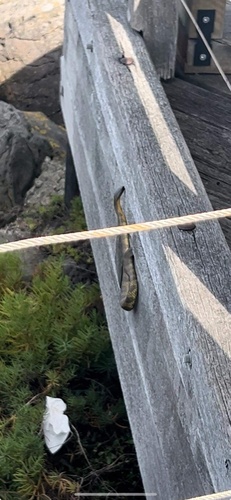 Tiger Snake sighting