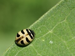 Coccinella trifasciata