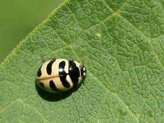 Coccinella trifasciata